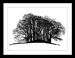 Tree silhouette framed print